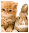 kitten and baby rabbit